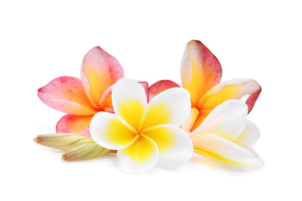 Tahitian Blossom Aroma Beads