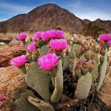 Baja Cactus Aroma Beads
